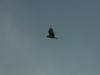 DSCF1361_t1.jpg
